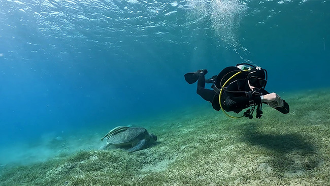 Diver and turtle enjoying diving